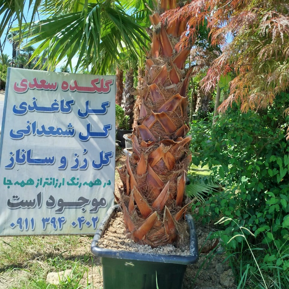 انواع گل گیاه بیرونی